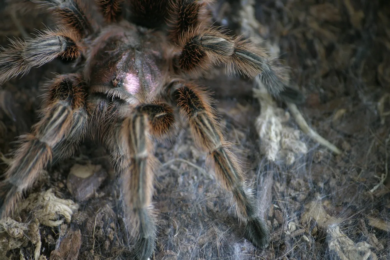 15059 chilean rose tarantula feeding