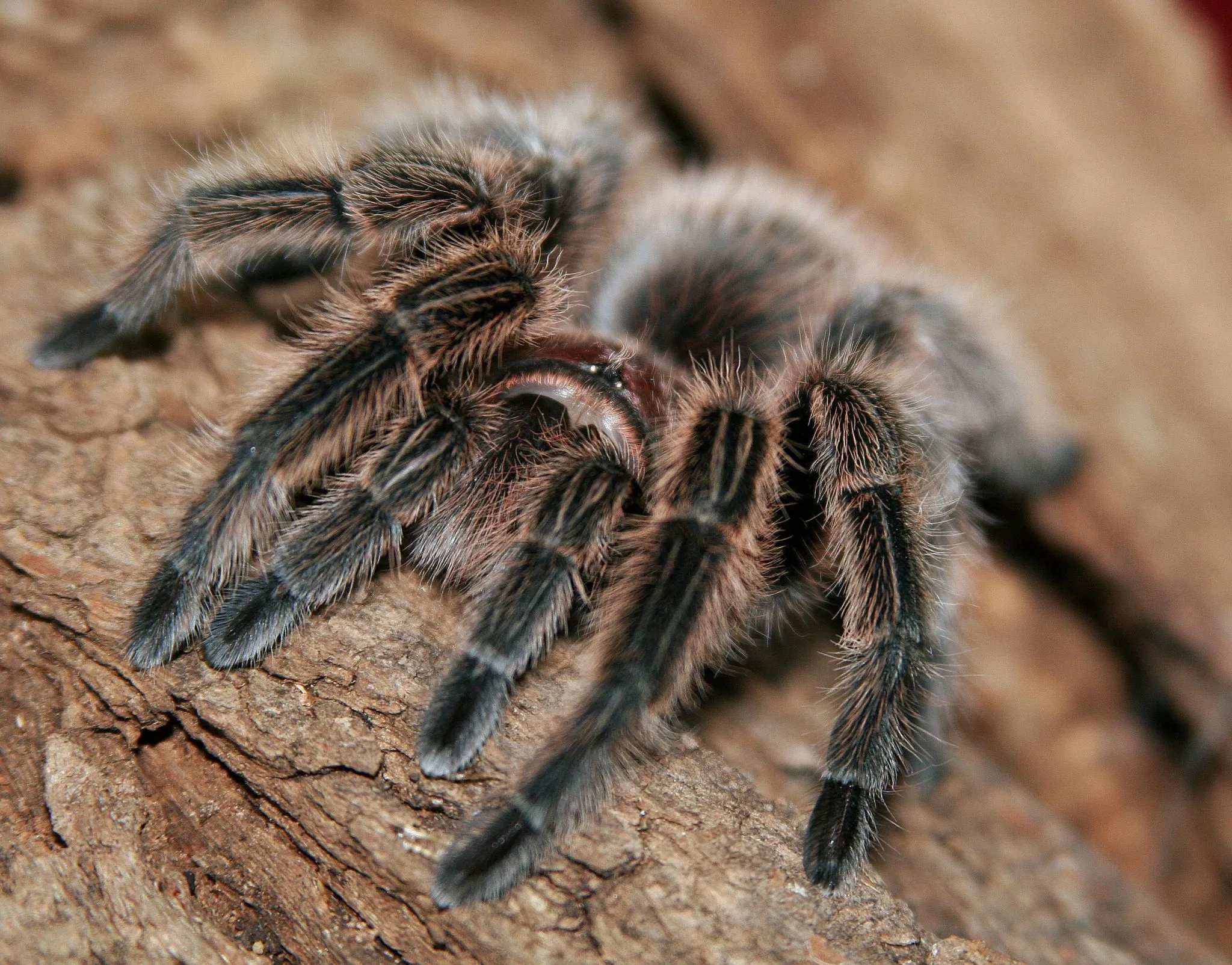 15059 chilean rose tarantula handling