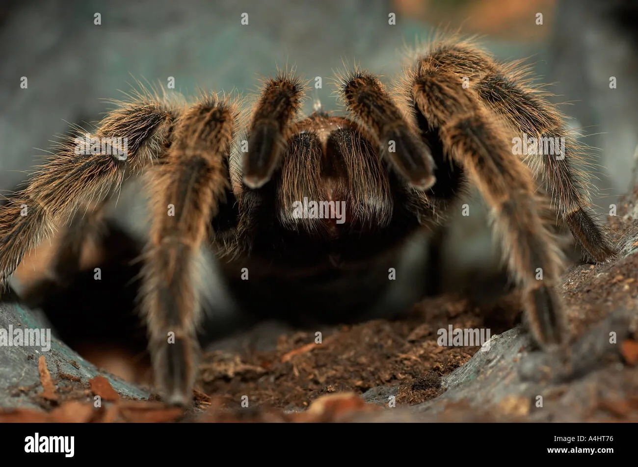 /img/15059-chilean-rose-tarantula-health.webp