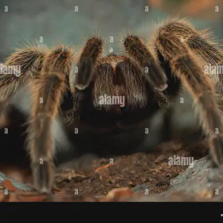 /img/15059-chilean-rose-tarantula-health.webp