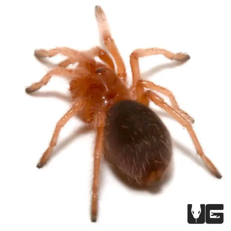 15059 chilean rose tarantula molting