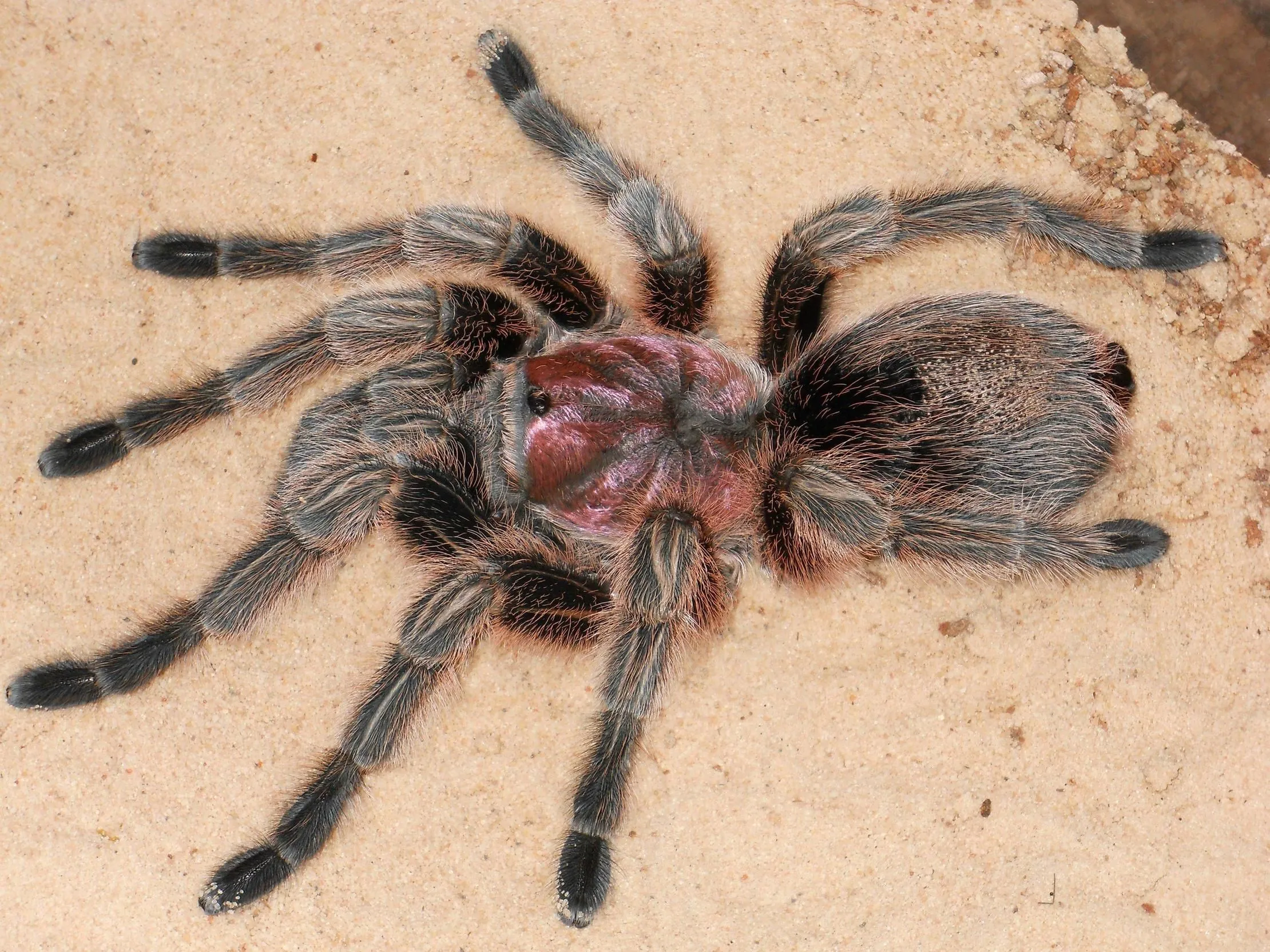 15060 chilean rose tarantula eating