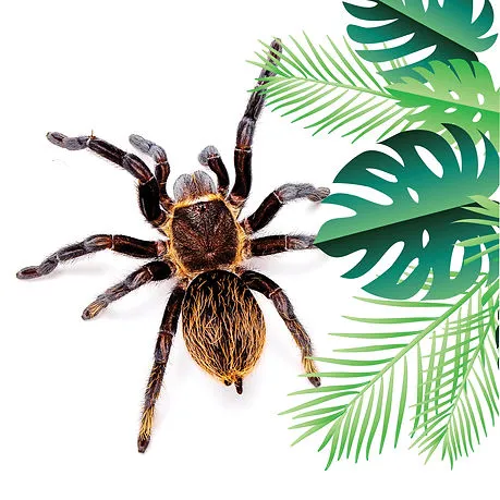 15060 crickets for tarantulas