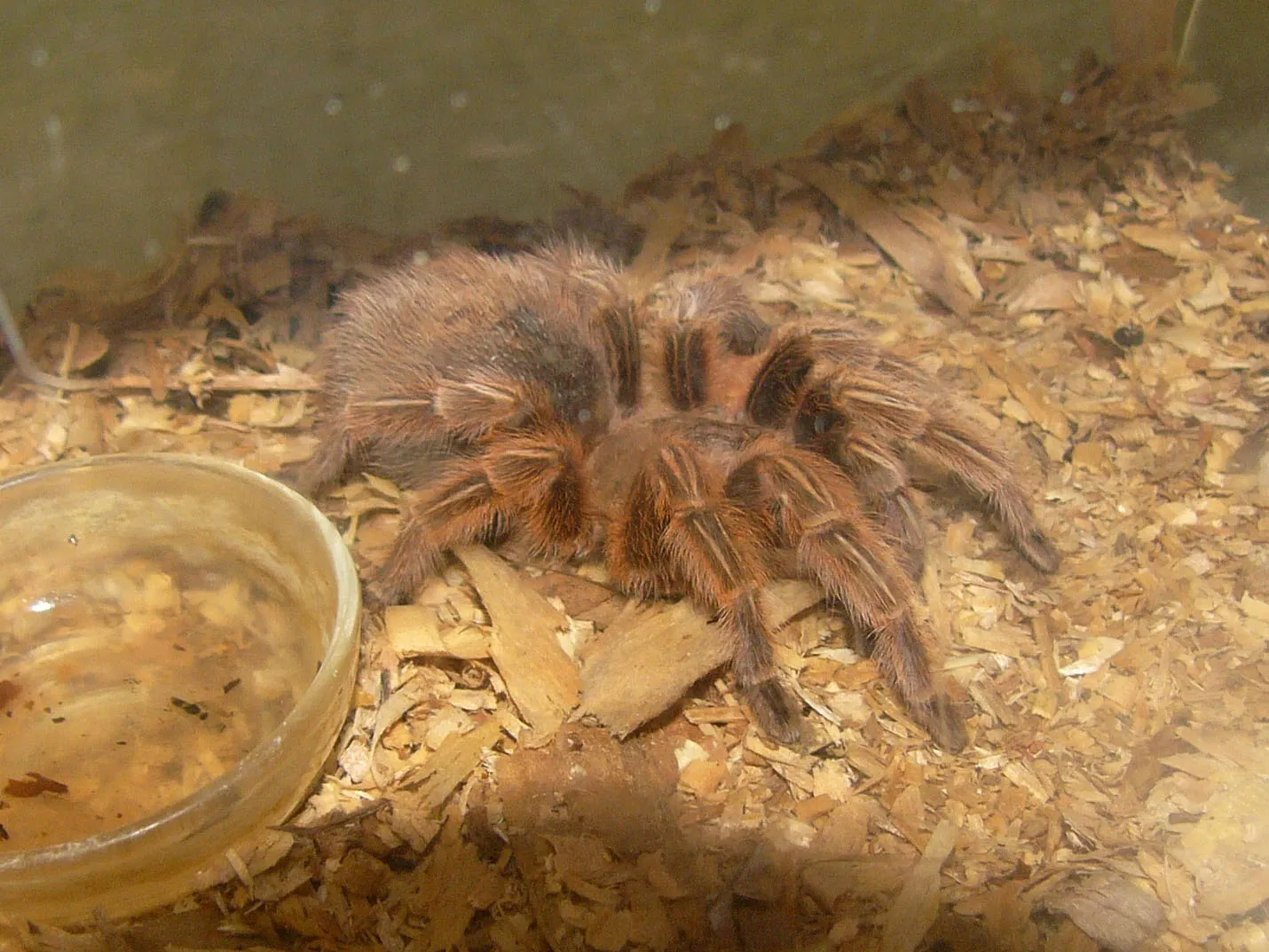 15060 mealworms for tarantulas