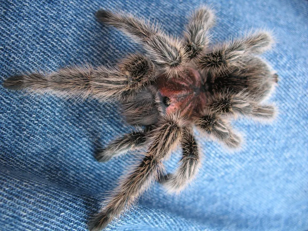 15060 tarantula water dish