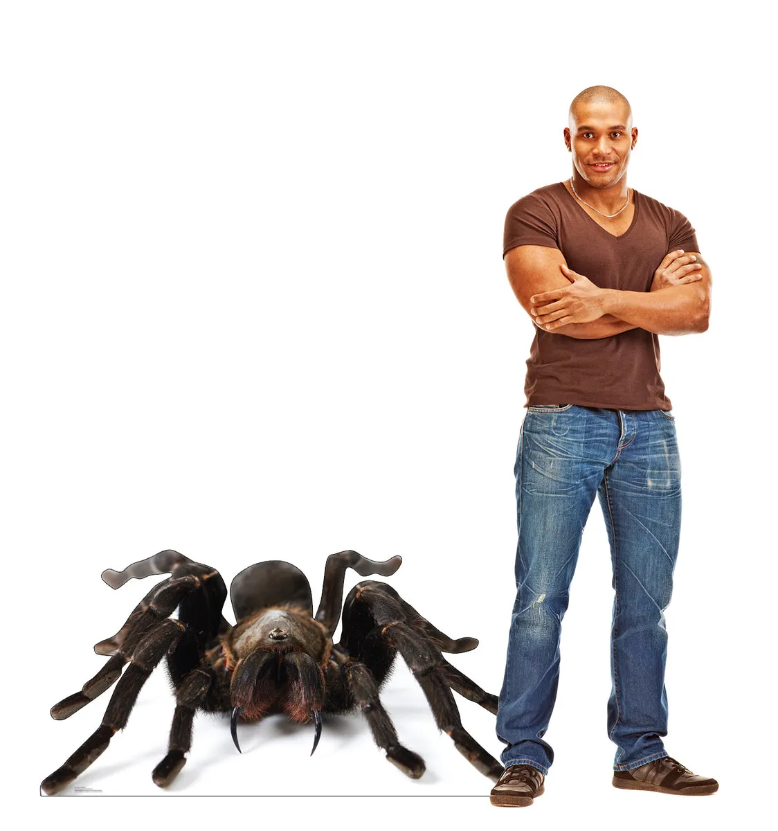 /img/15061-tarantula-beginner-chart.webp