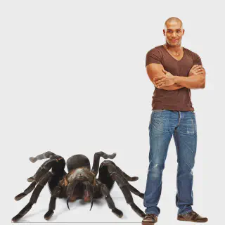/img/15061-tarantula-beginner-chart.webp
