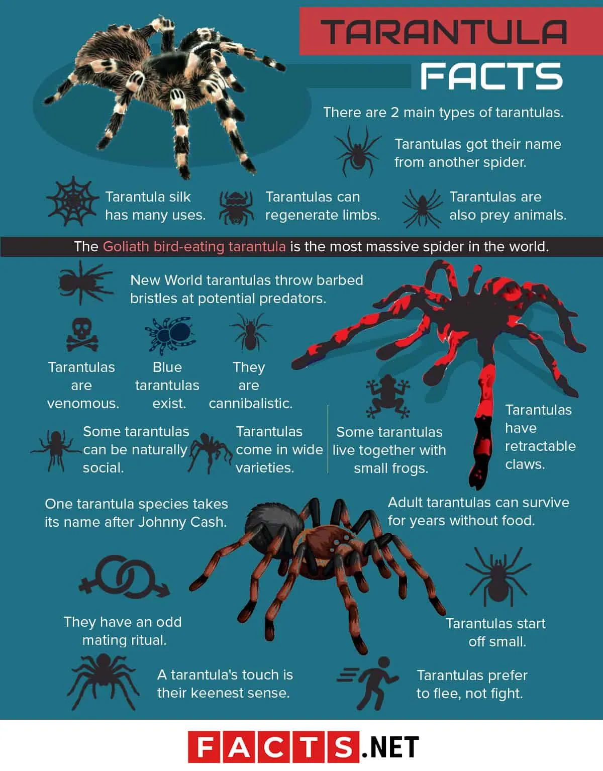 15061 tarantula molting process