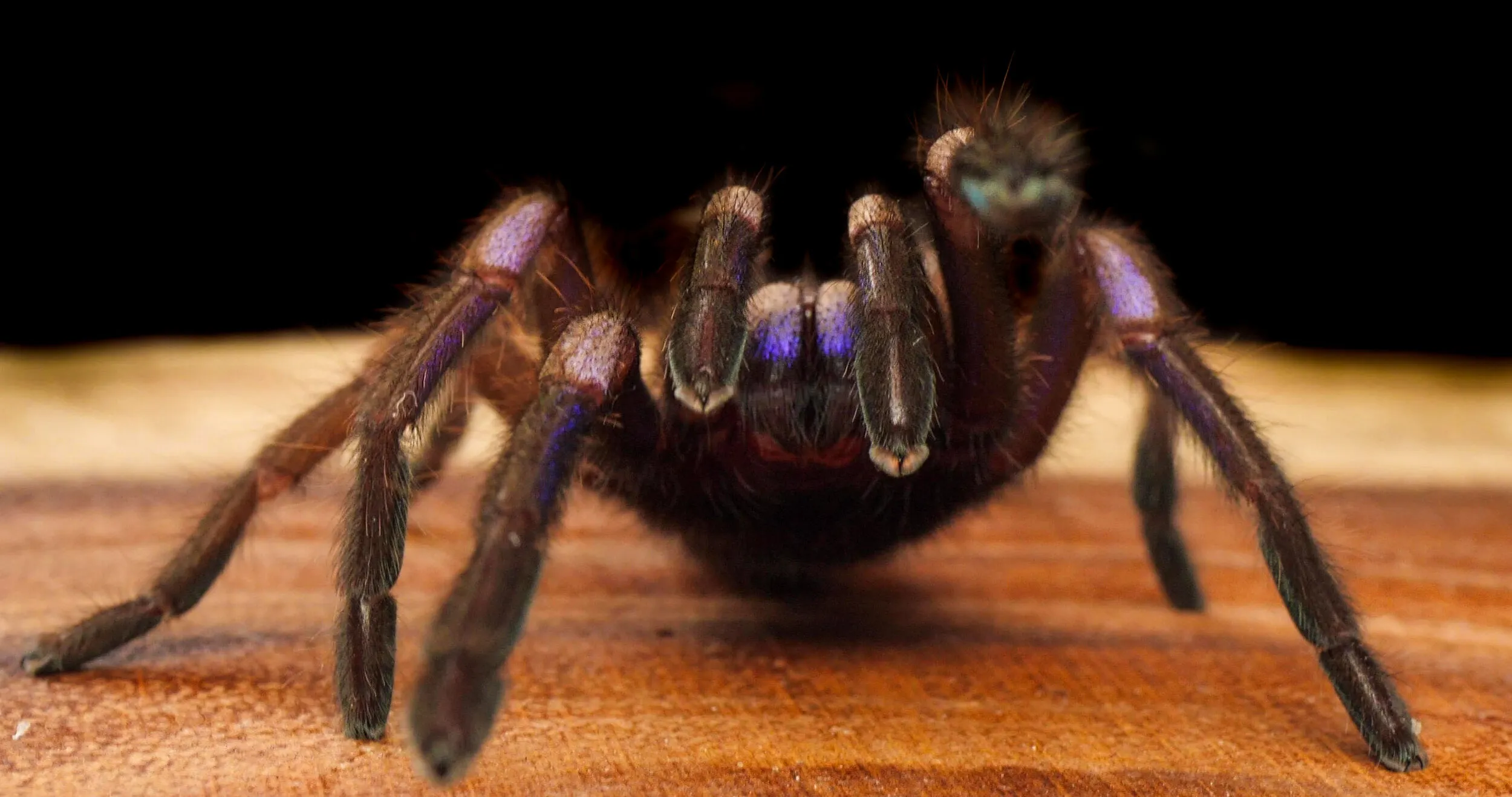 15062 popular tarantulas germany