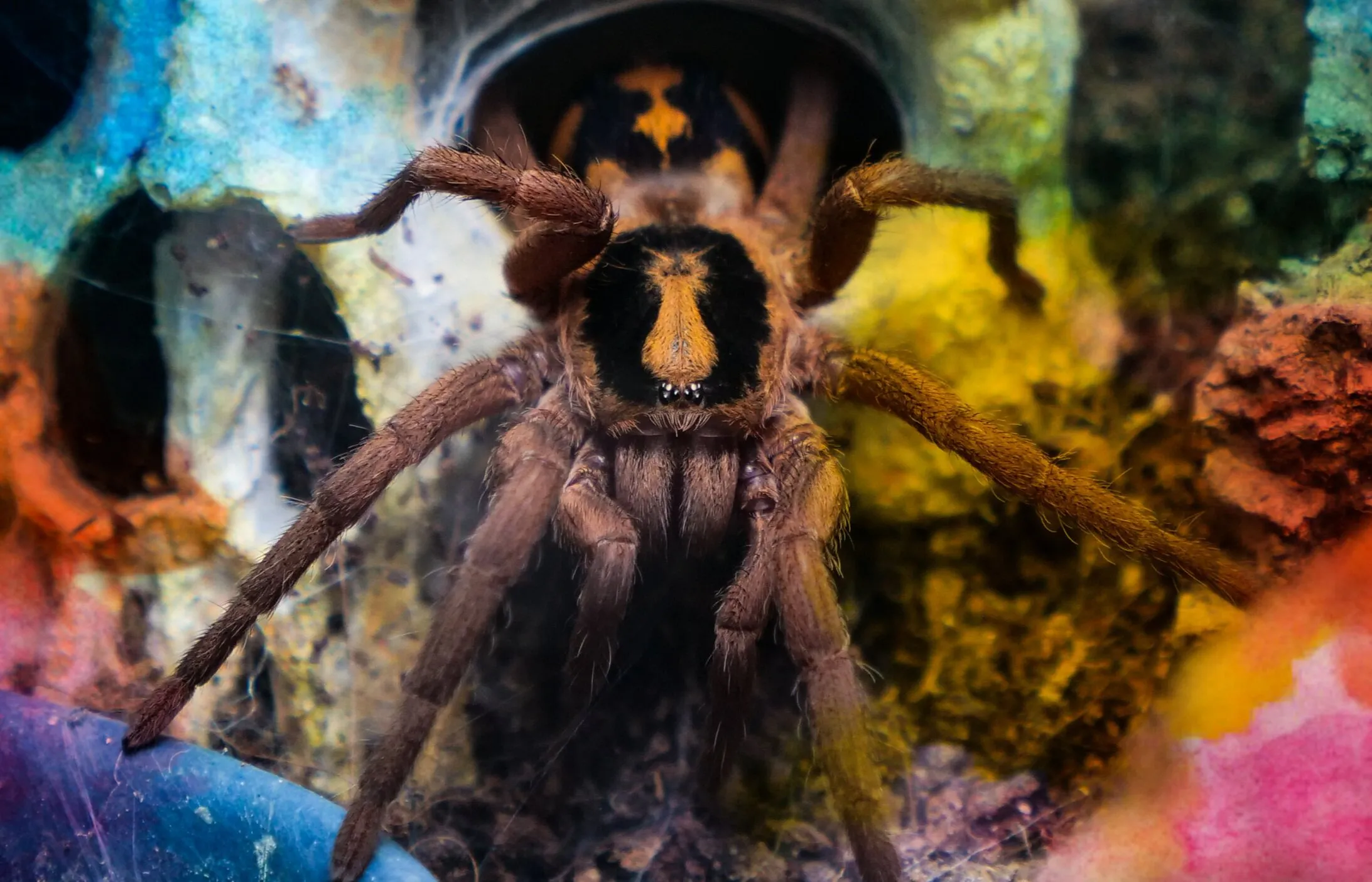 15062 tarantula enclosure