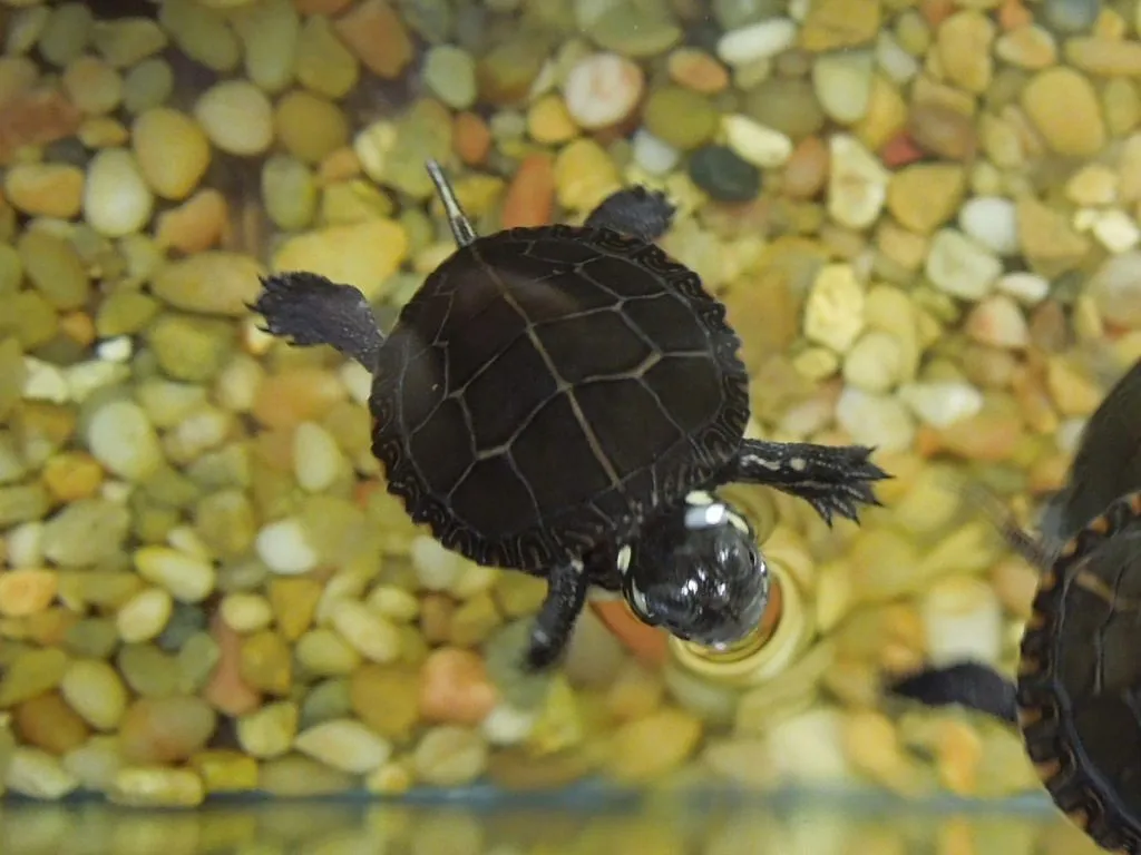 15063 backwater reptiles tarantula overview