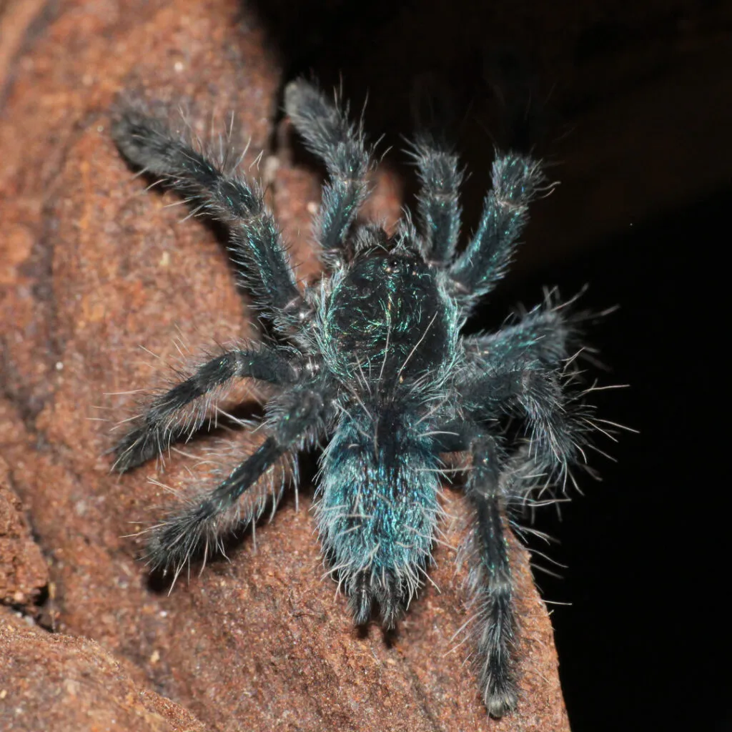15063 tarantula enclosure