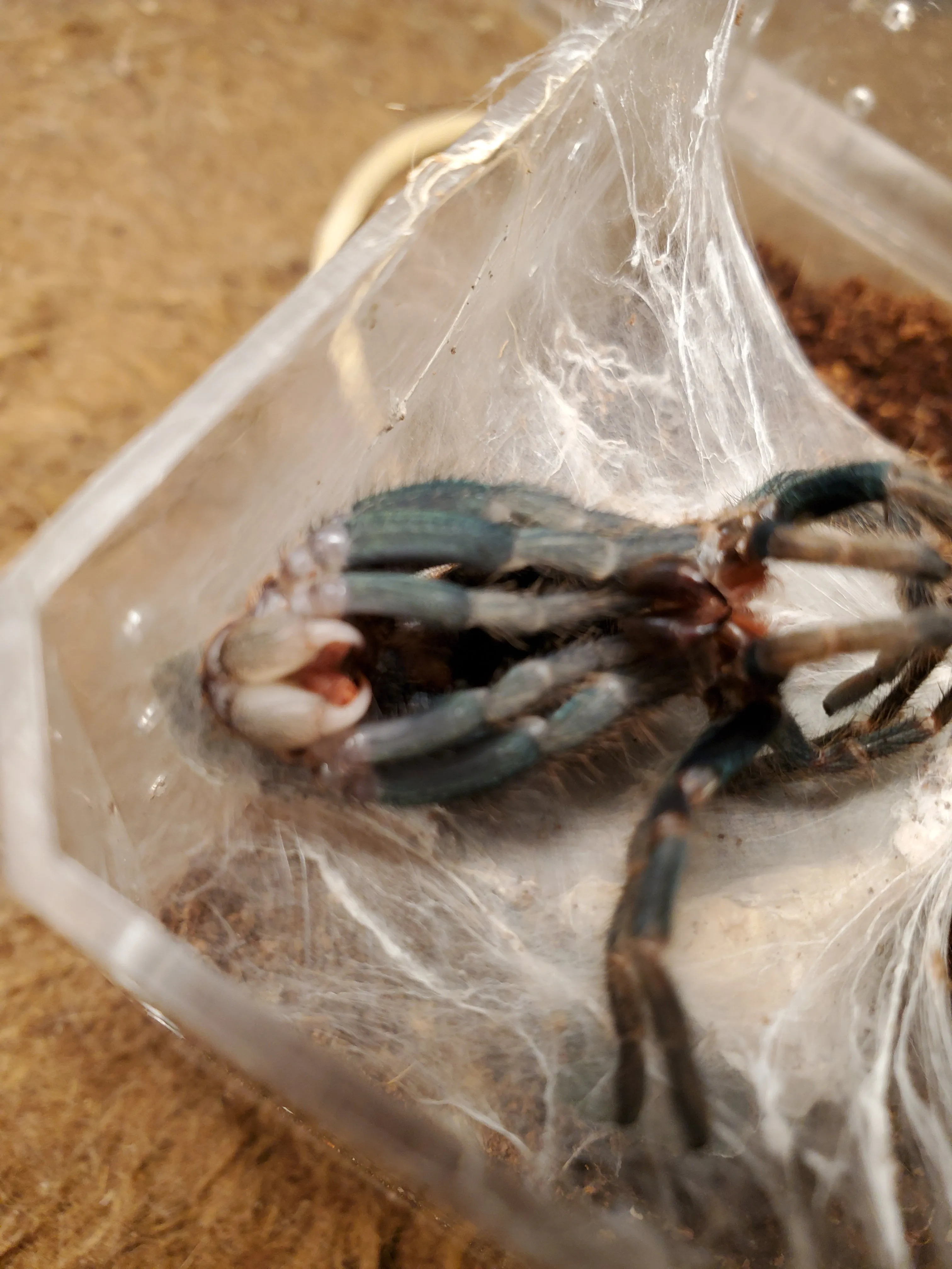 15063 tarantula feeding