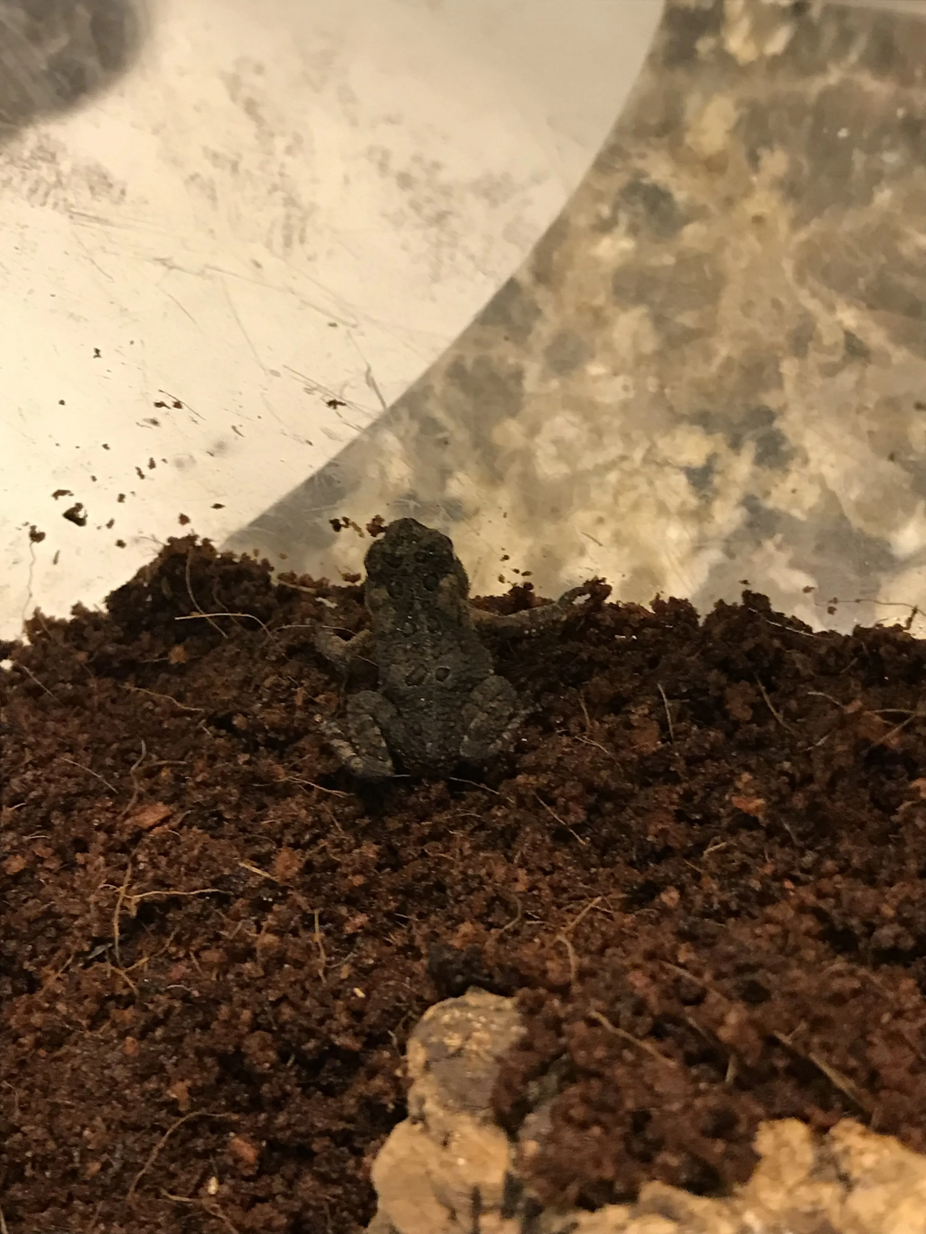 15063 tarantula handling