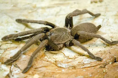15064 australian tarantula