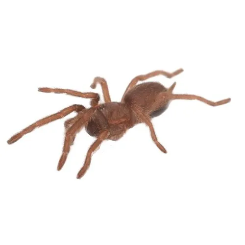 15064 chilean rose hair tarantula
