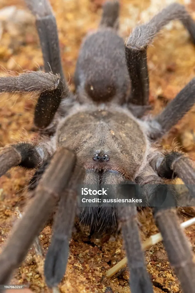 15064 healthy tarantula