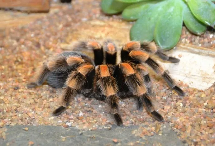 15064 tarantula feeding