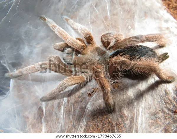 /img/15064-tarantula-watering.webp