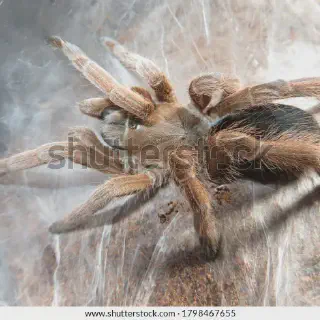 /img/15064-tarantula-watering.webp