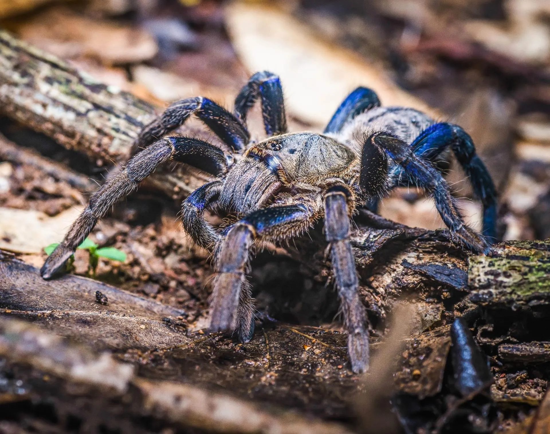 15065 blue tarantula colors
