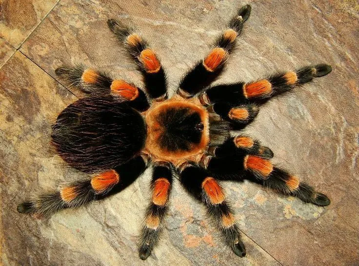 15065 blue tarantula enclosure
