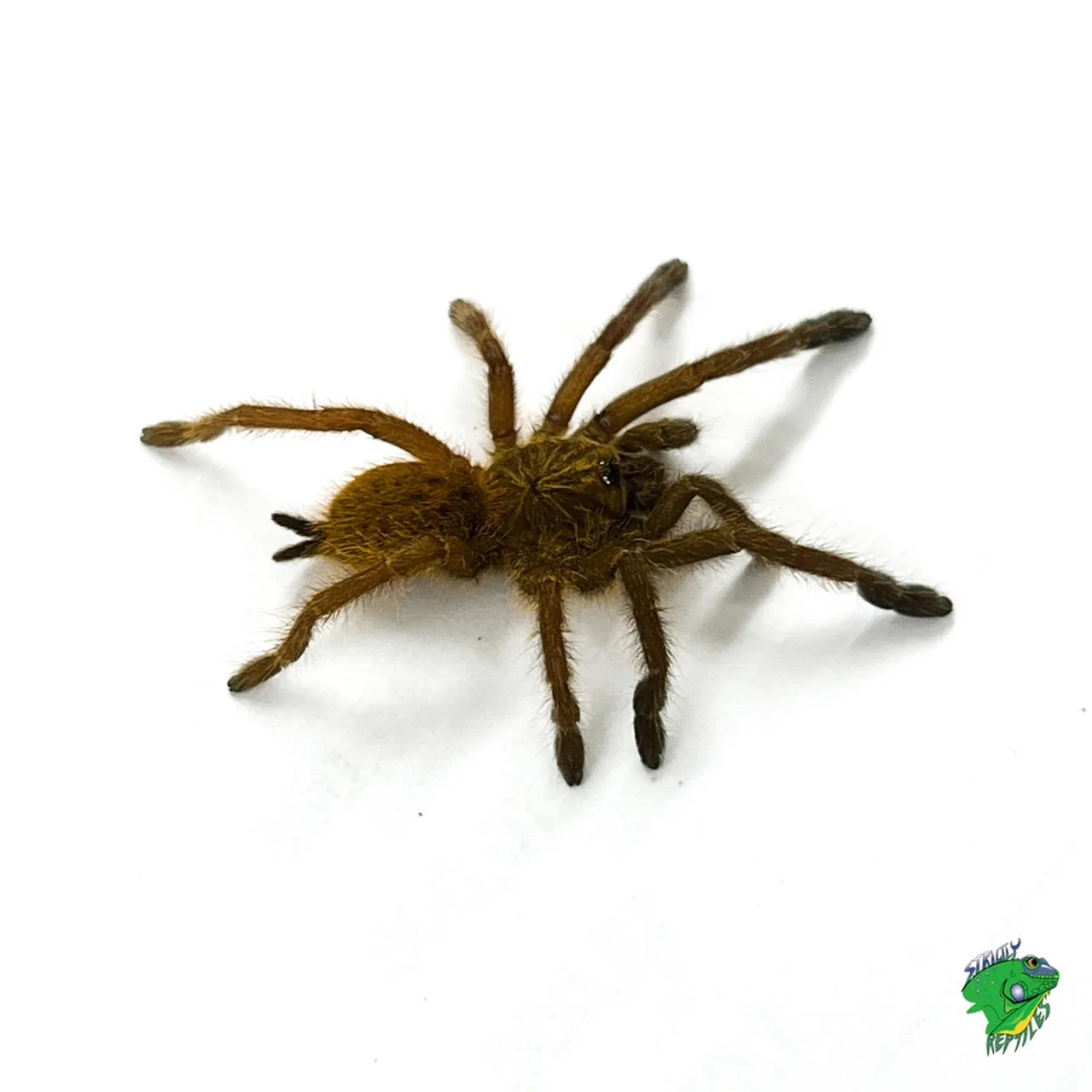 /img/15065-blue-tarantula-health.webp