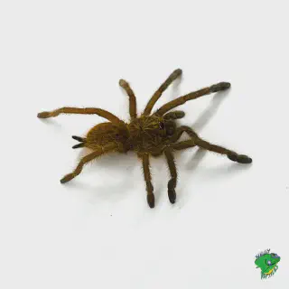 /img/15065-blue-tarantula-health.webp