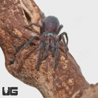/img/15066-dominican-purple-tarantula-breeding.webp