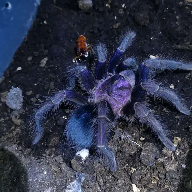 15066 dominican purple tarantula enclosure