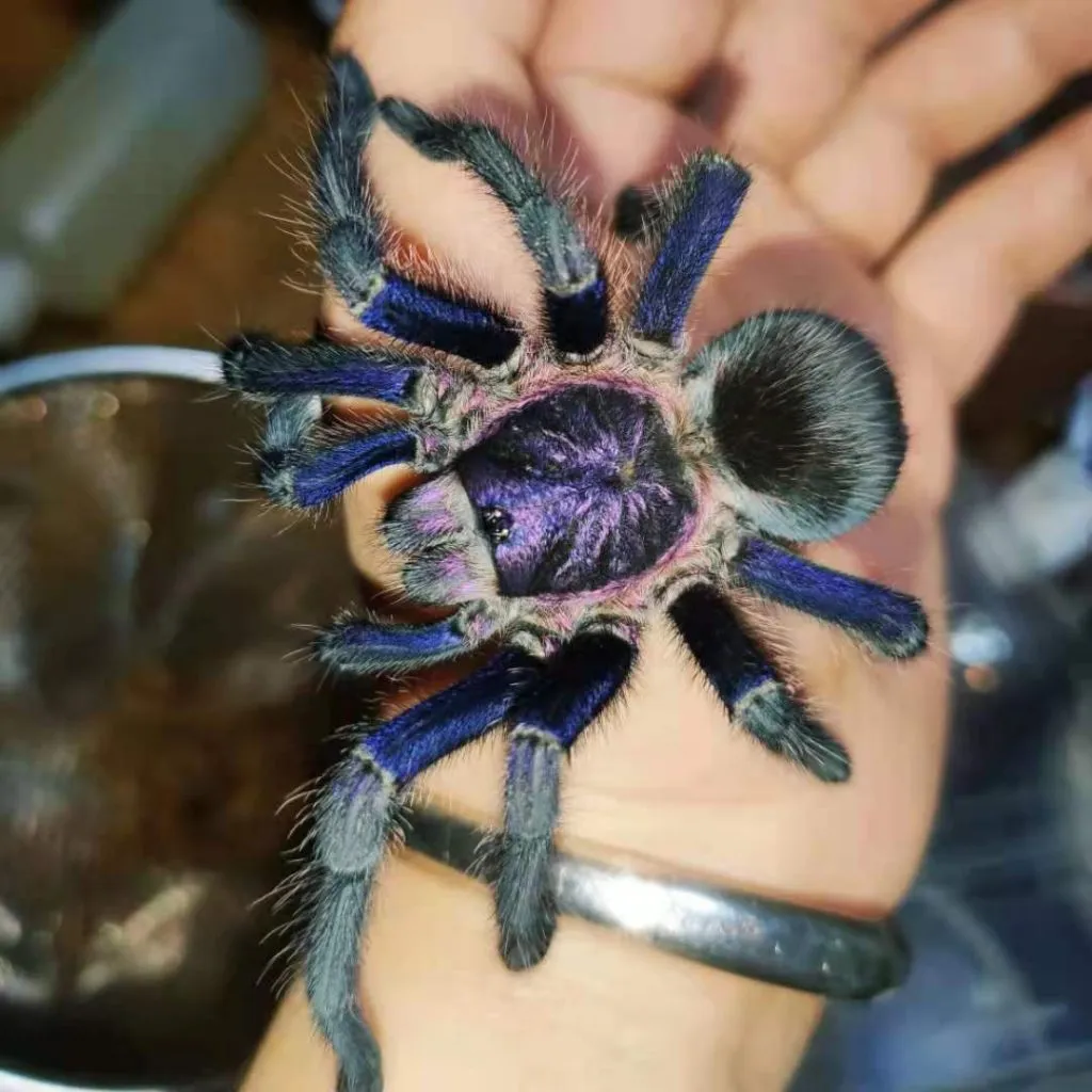 15066 dominican purple tarantula handling