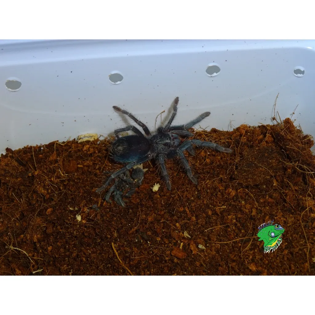 15066 dominican purple tarantula molting