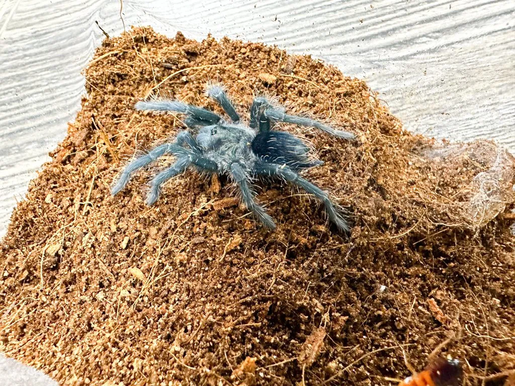 15066 dominican purple tarantula substrate