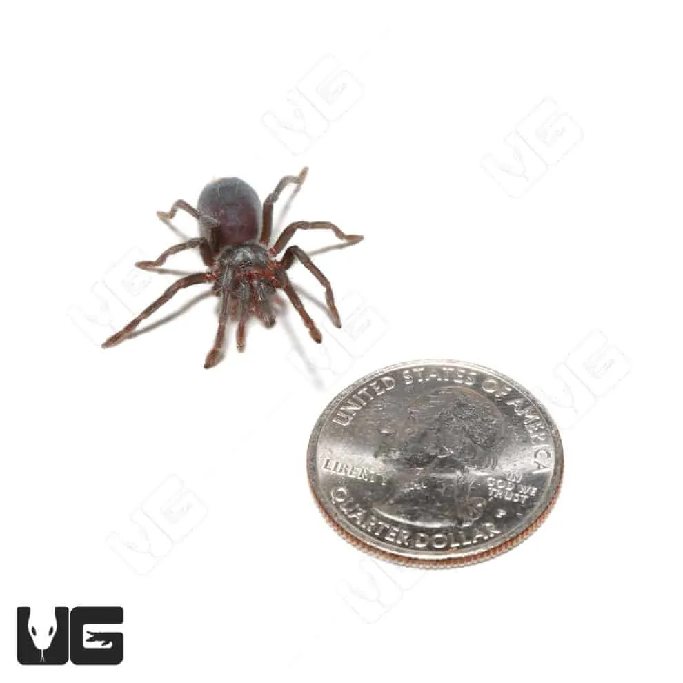 15066 dominican purple tarantula water