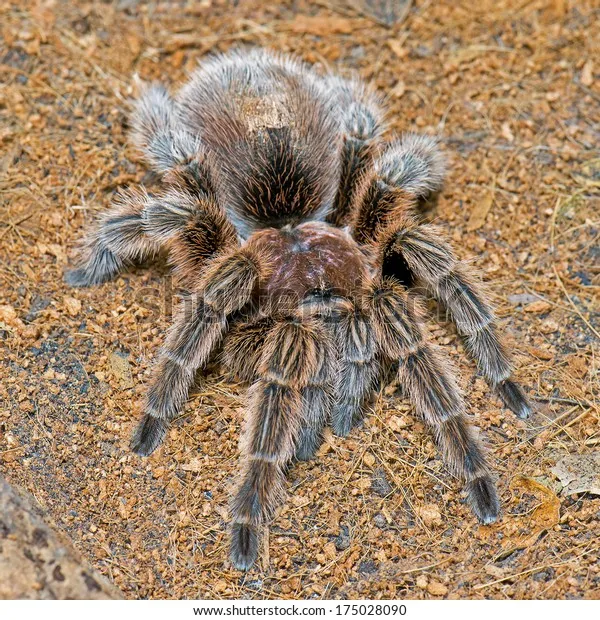 15067 red chilean rose tarantula handling