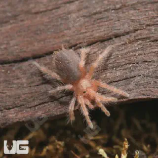 /img/15067-red-chilean-rose-tarantula-health.webp