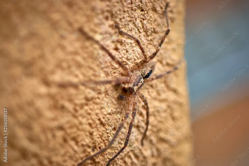 /img/15068-spanish-tarantula-conservation.webp