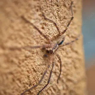 /img/15068-spanish-tarantula-conservation.webp