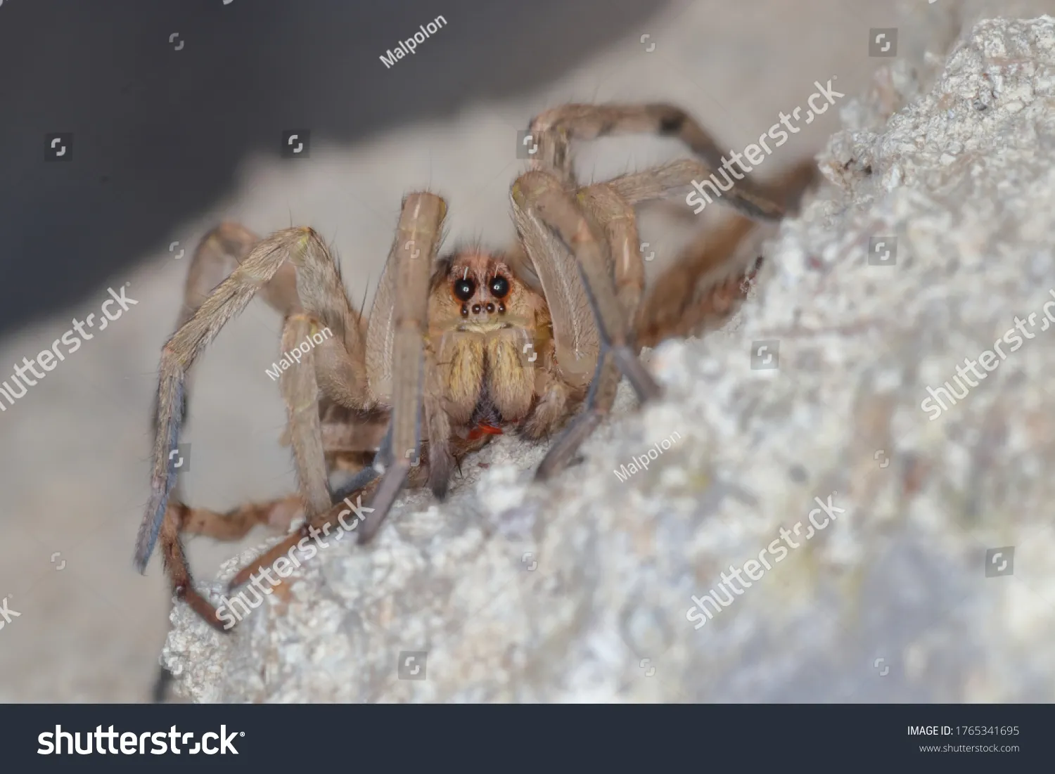 15068 spanish tarantula feeding