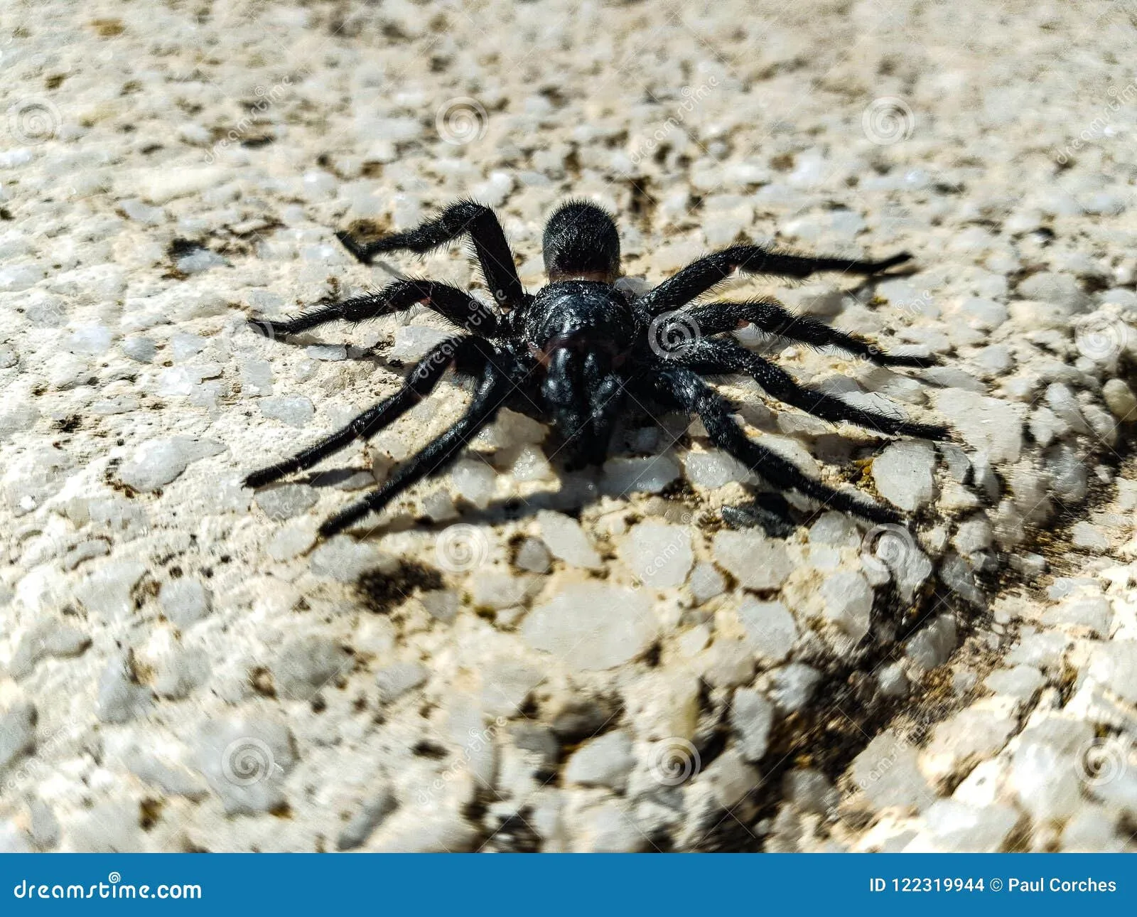15068 spanish tarantula mating