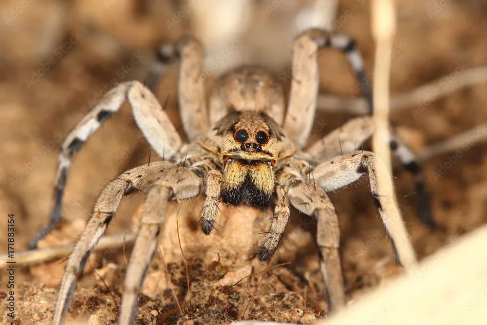 15068 spanish tarantula size