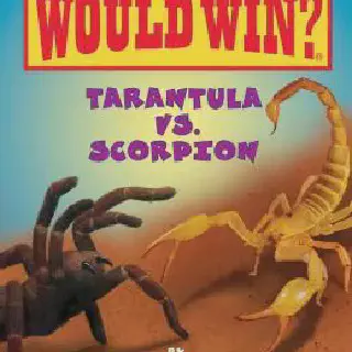 /img/15069-escorpion-tarantula-fight.webp