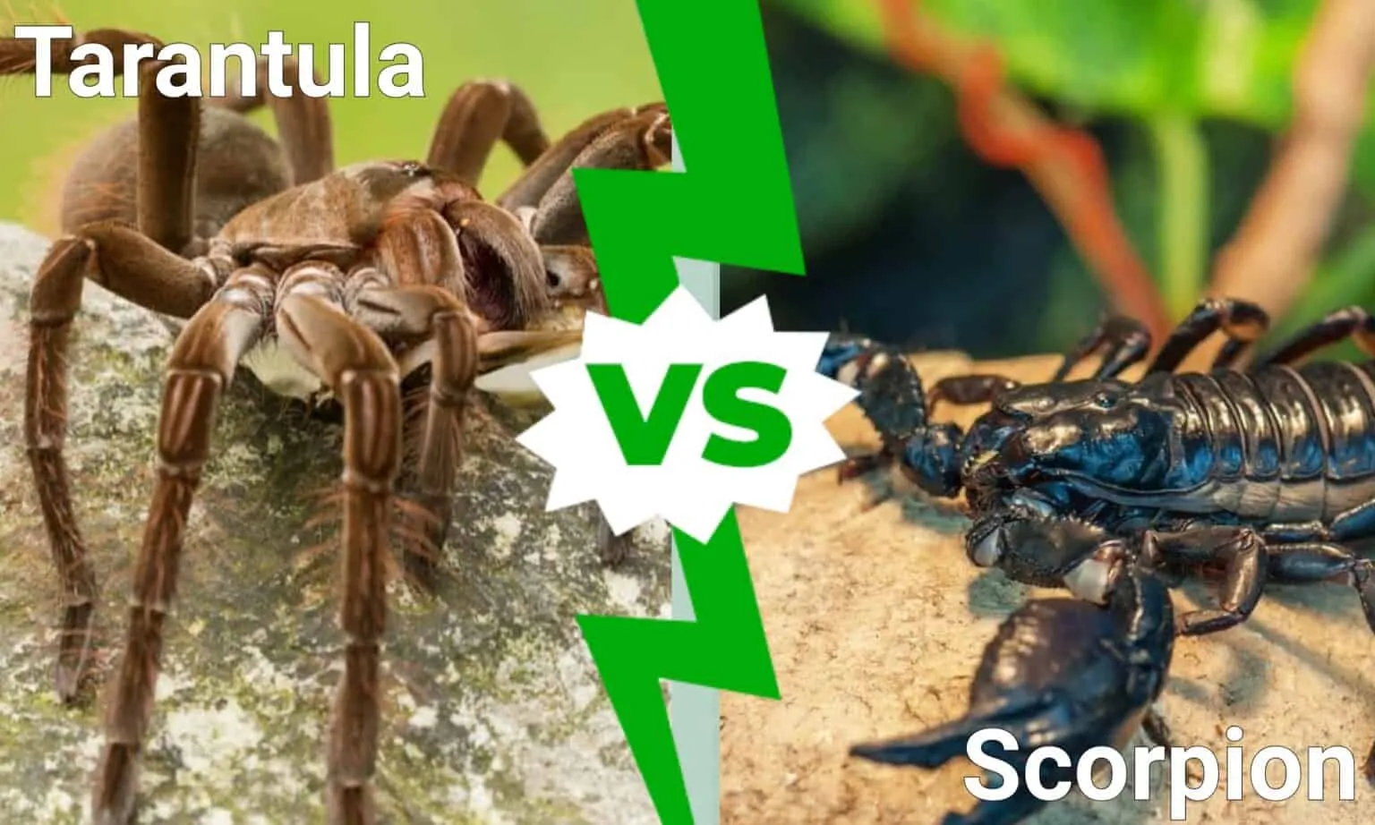 15069 tarantula hunting