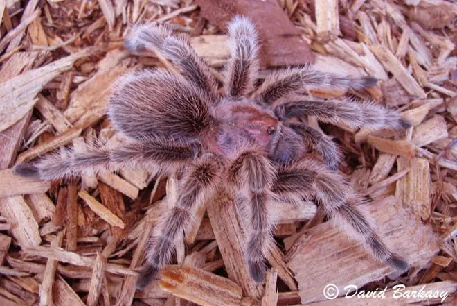 15071 rose hair tarantula premolt 6