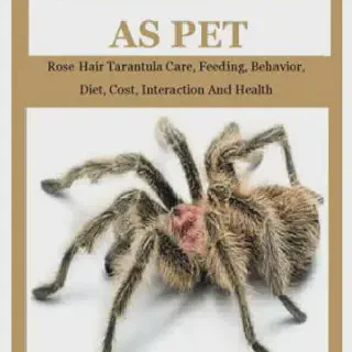 /img/15071-rose-hair-tarantula-premolt-7.webp