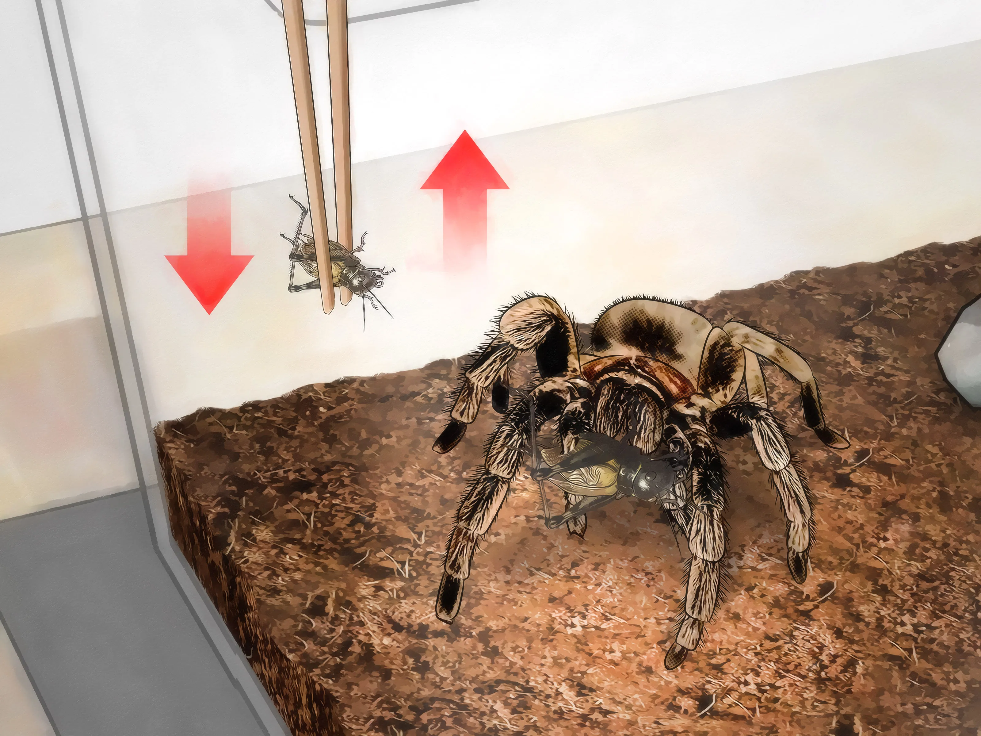 15074 damp substrate tarantula