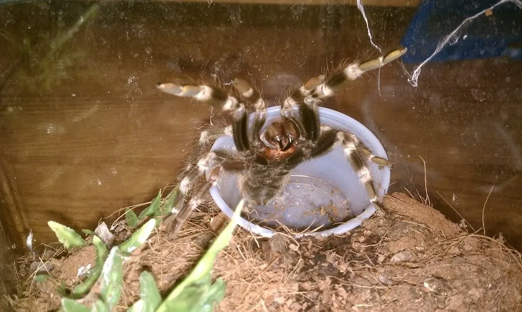 15074 dehydrated tarantula
