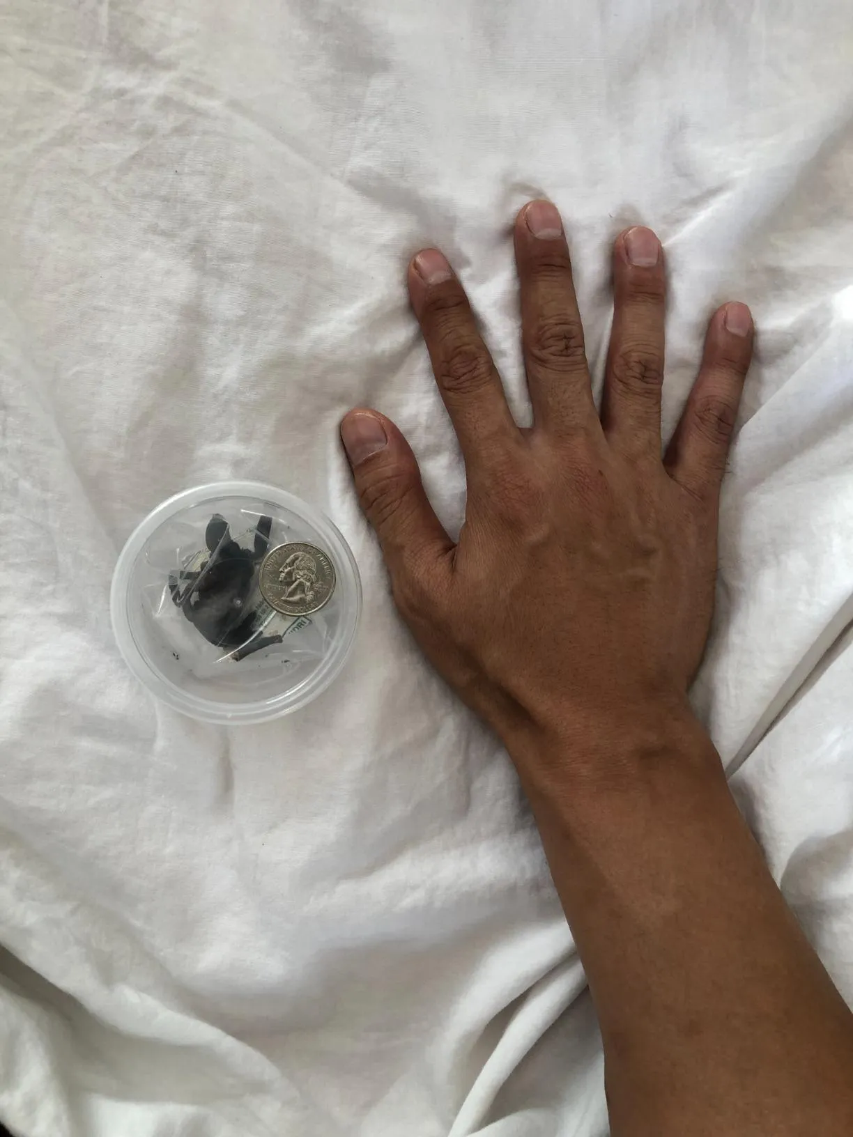 15074 feeding tarantula