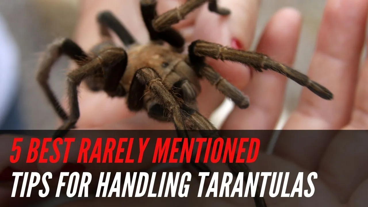 /img/15074-healthy-tarantula.webp