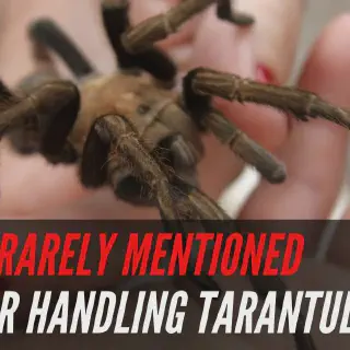 /img/15074-healthy-tarantula.webp